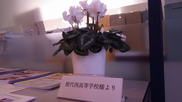 能代西高校のシクラメン