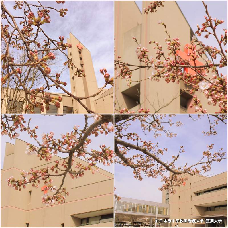 2019年4月17日のサクラ